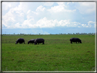 foto Parco nazionale del Chobe